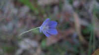 Wahlenbergia communis flower
