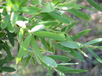 Monotoca elliptica leaves
