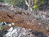 Banksia aemula bark