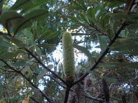 Banksia oblongifolia cone in bud