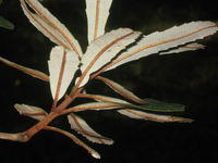 Banksia oblongifolia leaves, under side is silvery and rusty