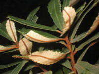 Banksia oblongifolia rusty branchlets