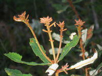 Banksia oblongifolia rusty new growth