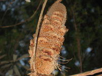 Banksia oblongifolia cone with seed follicles