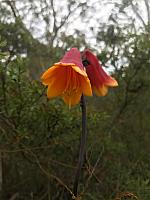 Blandfordia grandiflora - Christmas Bells