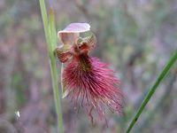 Calochilus paludosus - Red Beard Orchid