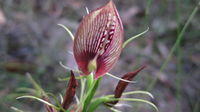 Cryptostylis erecta - Bonnet Orchid