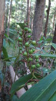 Alpinia caerulea green fruit