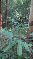 Alpinia caerulea plant shape