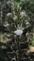 Alpinia caerulea flower spike