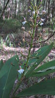 Alpinia caerulea flower spike