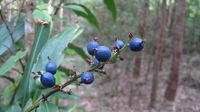 Alpinia caerulea fruit