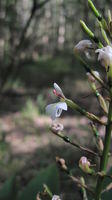 Alpinia caerulea flower