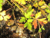 Apium prostratum ssp prostratum leaves
