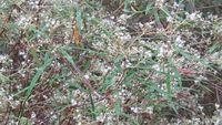 Astrotricha longifolia