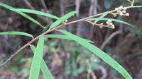 Astrotricha longifolia stem and leaves