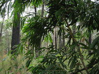 Callistemon salignus dense foliage