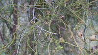 Cassytha pubescens fruit and buds
