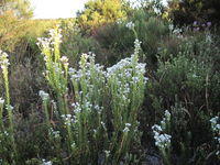 Conospermum ericifolium - Smoke Bush