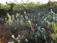 Conospermum ericifolium group of plants