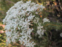 Conospermum ericifolium flower spike