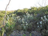 Conospermum ericifolium habitat