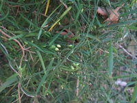Geitonoplesium cymosum dense growth allows self twining