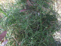 Geitonoplesium cymosum dense growth