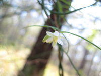 Geitonoplesium cymosum flower