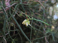 Geitonoplesium cymosum flower