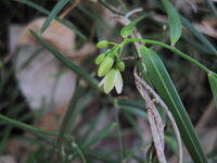 Geitonoplesium cymosum flower and leaf