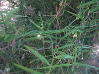 Geitonoplesium cymosum leaves