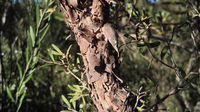 Leptospermum attenuatum flaky papery bark
