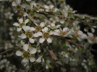 Leptospermum juniperinum - flowers may have a white centre