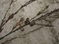 Leptospermum juniperinum old fruit