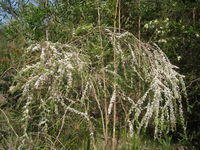 Leptospermum juniperinum may be weeping or erect