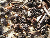 Leptospermum laevigatum old fruit capsules
