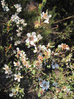 Leptospermum laevigatum flowers