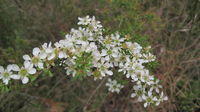Leptospermum polygalifolium subsp cismontanum flowers growing in heath 