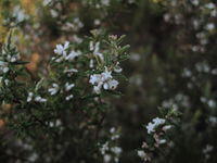 Leucopogon ericoides flowers