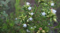 Leucopogon parviflorus flowers