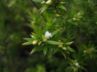 Leucopogon parviflorus flower