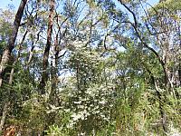 Leucopogon setiger (13)