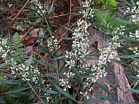 Logania albiflora (1)