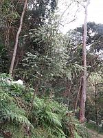 Logania albiflora (27)