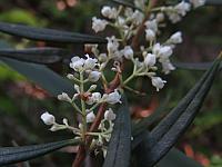 Logania albiflora (28)