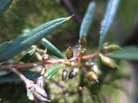 Logania albiflora (3)