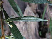 Logania albiflora (6)
