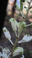 Lomatia silaifolia buds
