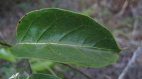 Marsdenia rostrata thin, undulate oval leaf
